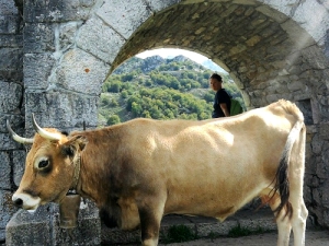 Asturianische Kuh